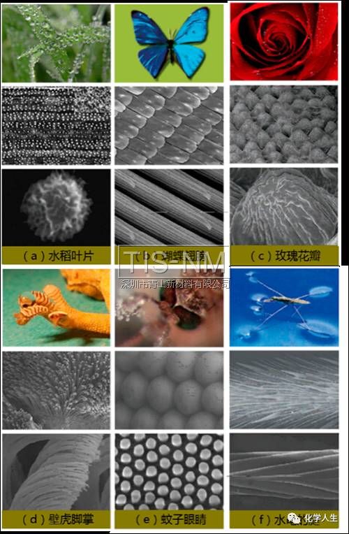 超疏水材料表面結構 超疏水材料表面結構
