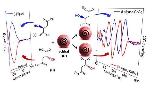 手性無巰基羧酸功能化CdSe量子點：解密配體誘導手性的結(jié)構要求
