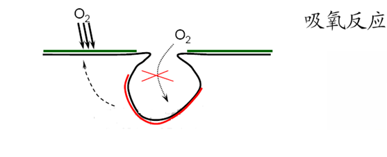 吸氧反應—孔內缺氧、孔外富氧—供氧差異電池 吸氧反應—孔內缺氧、孔外富氧—供氧差異電池