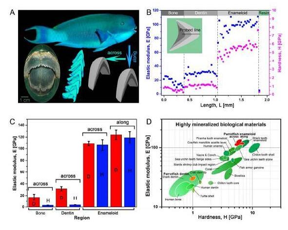 ACS Nano：鸚哥魚牙齒的微觀結構研究——堅硬的生物礦石
